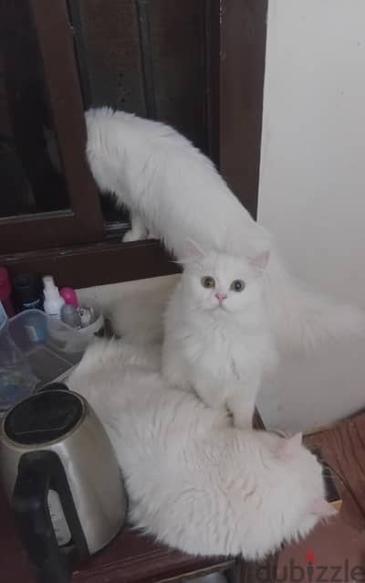 قطط شيرازي ولاد و بنات بعمر سنة