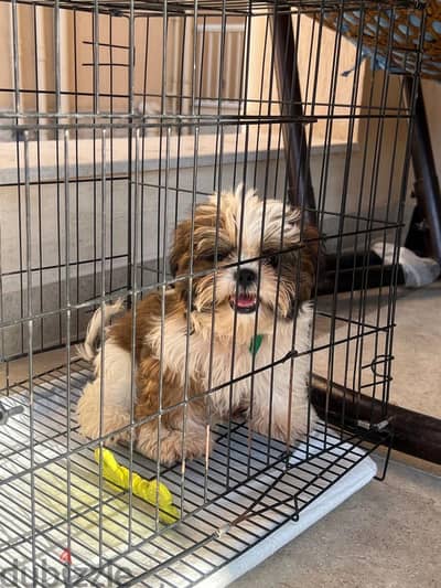 Pure shittzu 3 month