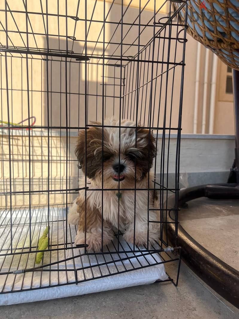 Pure shittzu 3 month 1