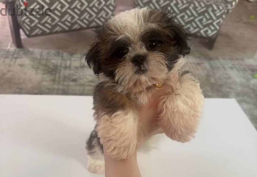 Pure shittzu 3 month 2