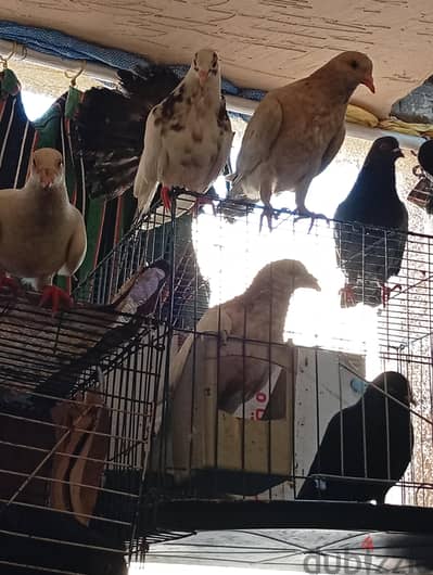 حمام ما شاء الله رومي وجريزلي وهزازي اي جوز ب 200 جنيه شباب وزغاليل