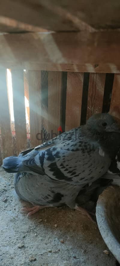 زواجل للبيع