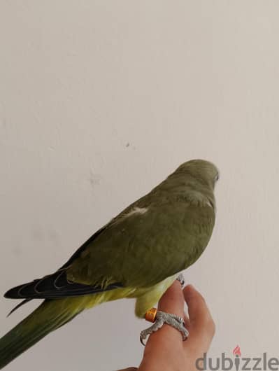 فرد اوليڤ