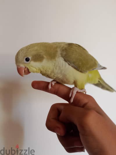 فرد بالت