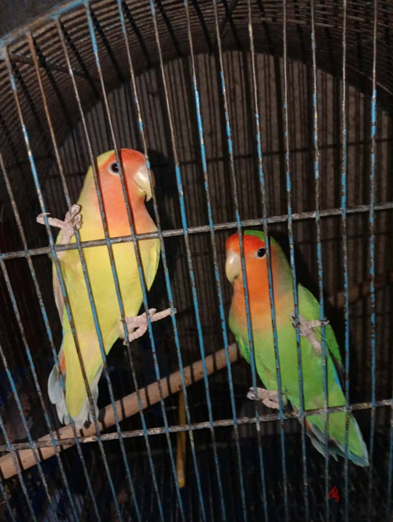 جوز روز 2