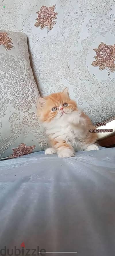 ذكر وانثى بيرشن زرار توب