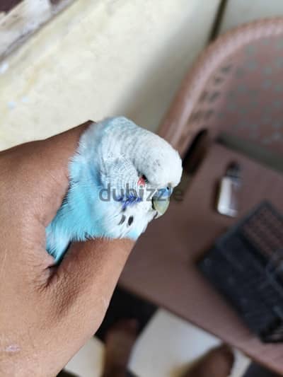 ذكر انصاص