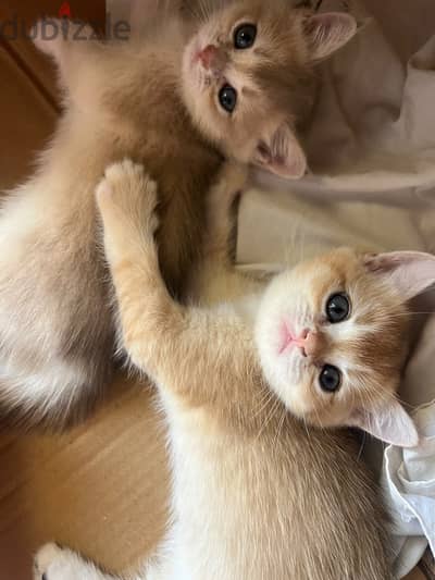 British shorthair cat