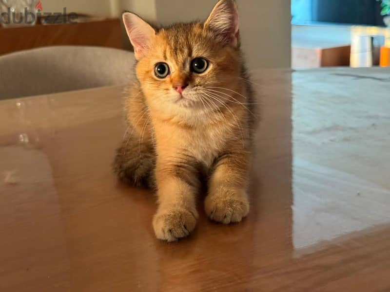 British shorthair cat 2