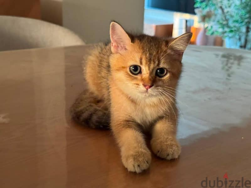 British shorthair cat 3