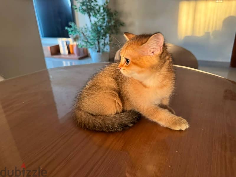 British shorthair cat 4