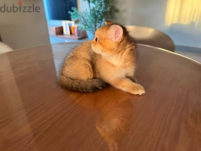 British shorthair cat 5