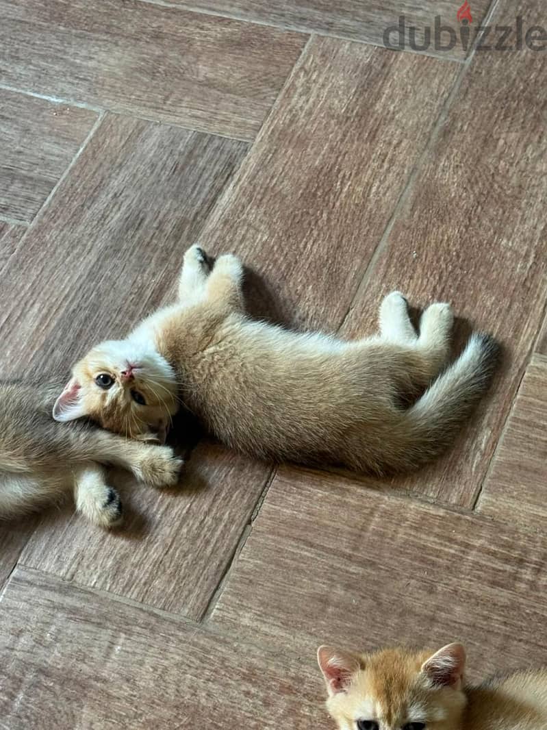 British shorthair cat 6