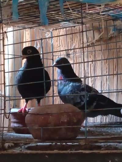 جوزين تحضين استرالي و جمعيه الجوز ما شاء الله ب 350  شغالين