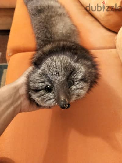 فرو ثعلب روسي (sliver fox)