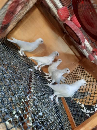 حمام بنيدى كشك شباب