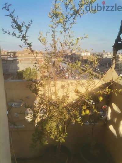 شجرة رمان طارحه