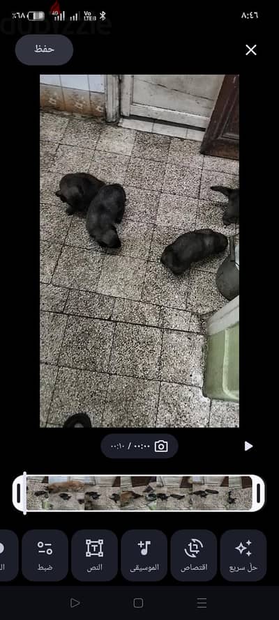 للبيع دكر ونتايه چيرمن معاهم جراوي