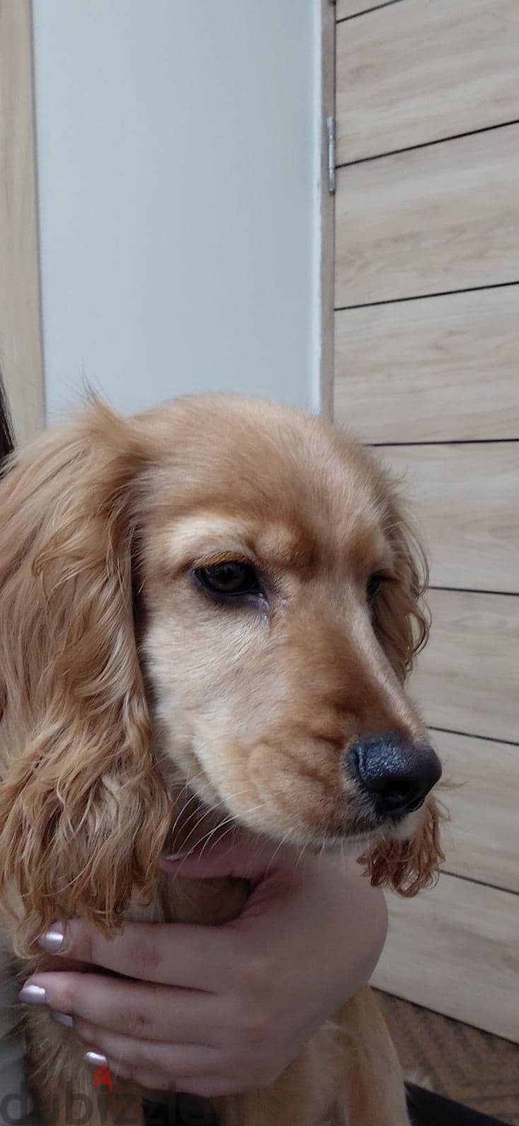 cocker spaniel 2