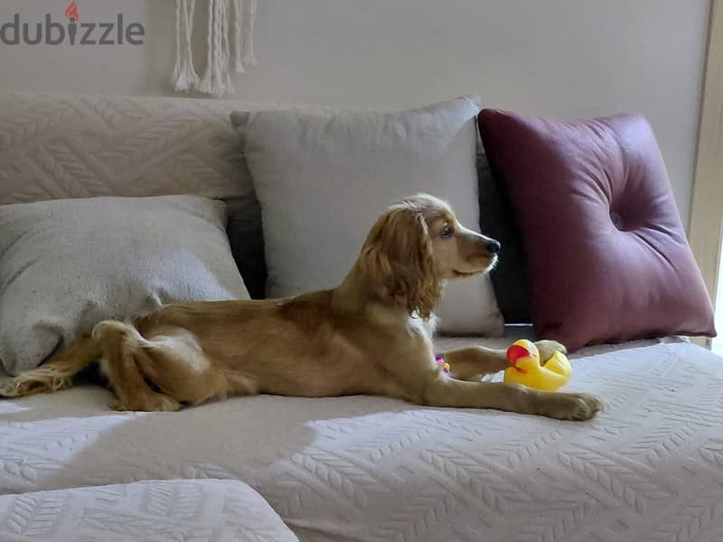 cocker spaniel 3