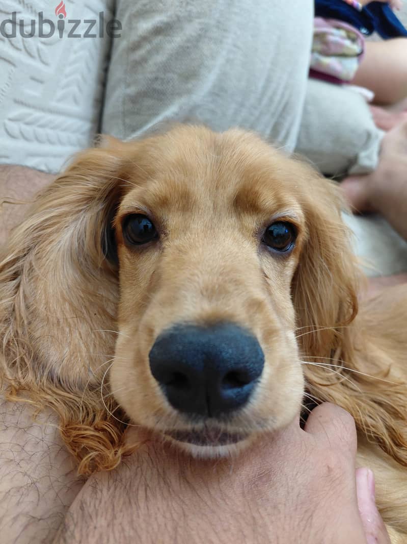 cocker spaniel 4