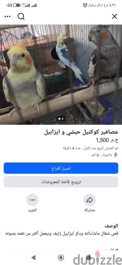 قص شغال ماشاءالله ودكر ايزابيل زايف وبيعمل أكتر من نغمه بصوته
