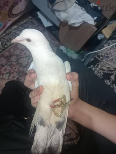 حمامه دكر شقلباظ ابيض للبيع