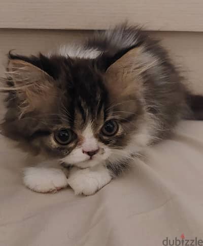 Persian boy