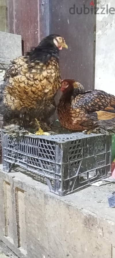 براهما اسبرايت ذهبي