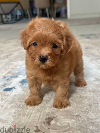 Maltipoo poodle toypoodle مالتيبو بودل