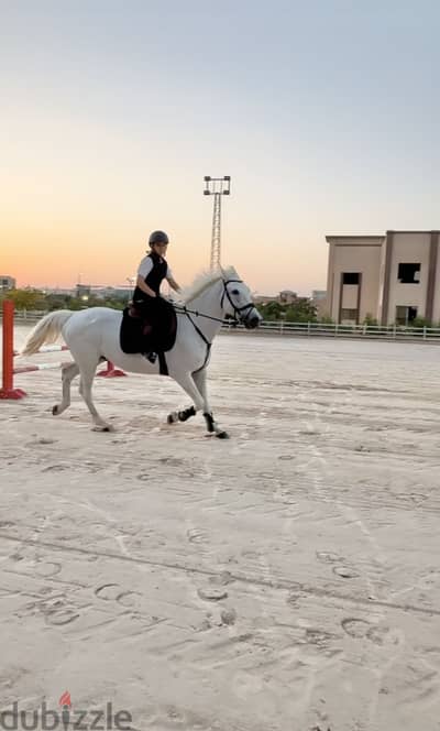 حصان اجنبي للبيع - belgium horse