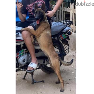 نتايه مالينو شربوني دم نار وتفاصيل صعبه