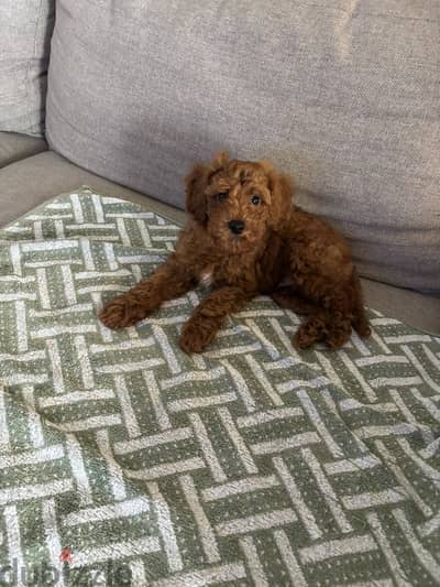 2 month Toy Poodle