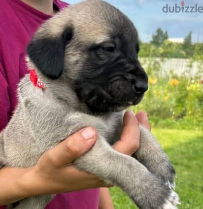 Kangal puppy boy from Russia