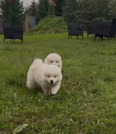 Samoyed puppy boy from Russia