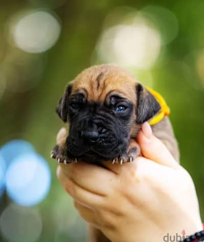 Great Dane puppy female from Russia