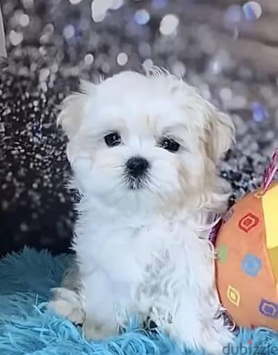 Maltese puppy boy from Russia