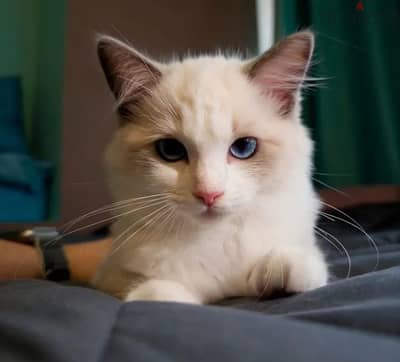 Ragdoll kitten female from Russia