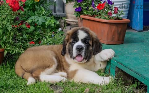 Saint Bernard puppy boy from Russia
