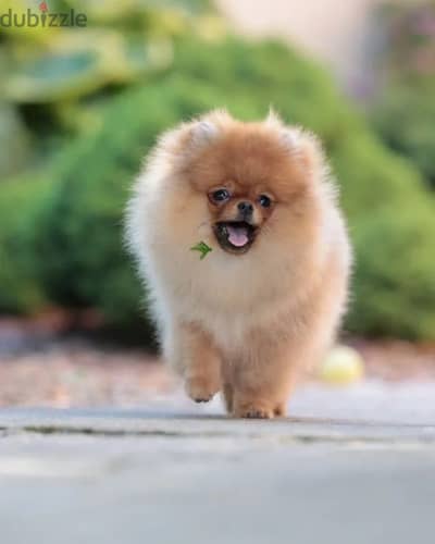 Pomeranian puppy female from Russia