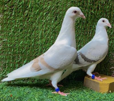 زواجل الخارج مباشر