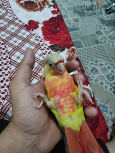 كنيور بينابول هاي ريد