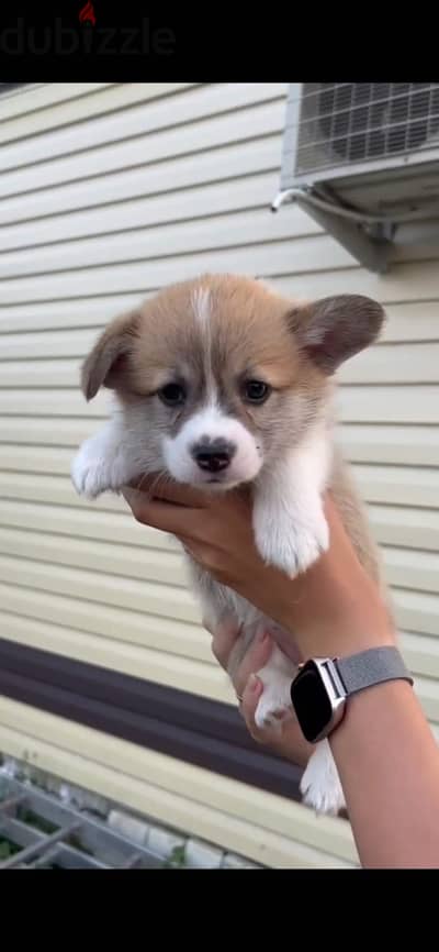 Pembroke welsh corgi puppy female from Russia