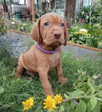 Hungarian vizsla puppy boy from Russia