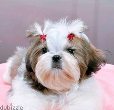 Shih Tzu puppy boy from Russia