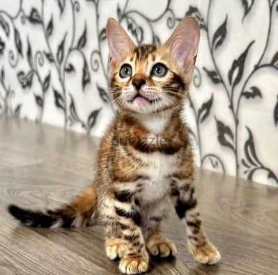 Bengal kitten female from Russia