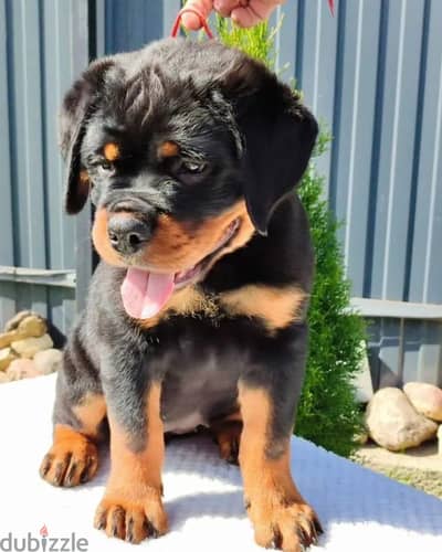 Rottweiler puppy female from Russia