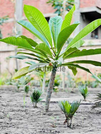 أشجار زينه