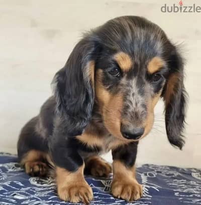Dachshund puppy boy from Russia