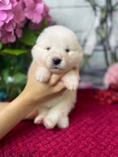Samoyed puppy boy from Russia